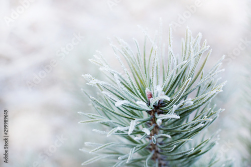 Magnificent pine tree branch under snow, winter nature details