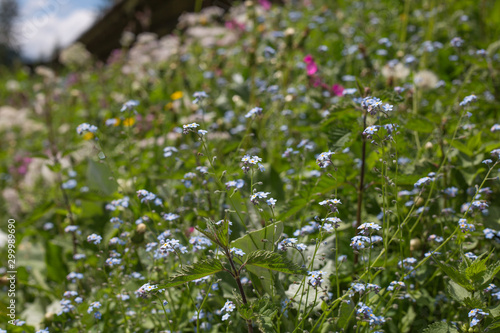 blumenwiesen bei Oberstdorf in Bayern