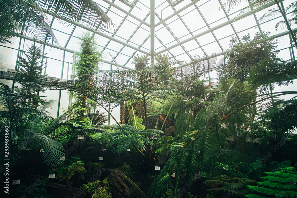 Tropical greenhouse in botanical garden.
