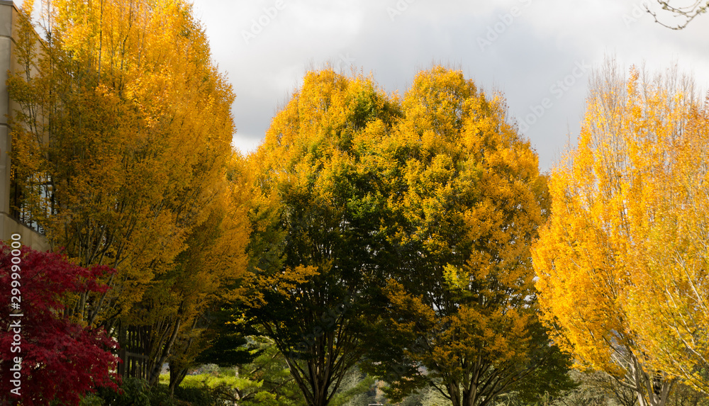 Fall season in office park in Redmond