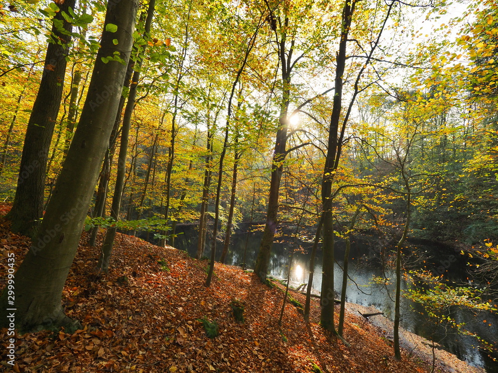 Eichenmischwald am Waldteich im Herbst