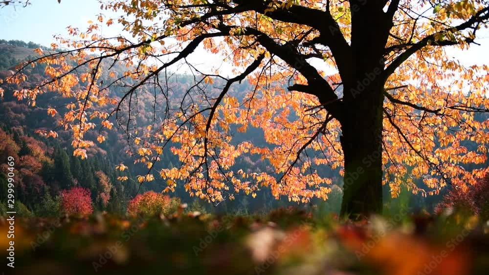 Amazing scene in autumn mountains. Alone tree with fantastic orange foliage in evening sunlight. UHD 4k video Amazing scene in autumn mountains. Alone tree with fantastic orange foliage in evening sunlight. UHD 4k video