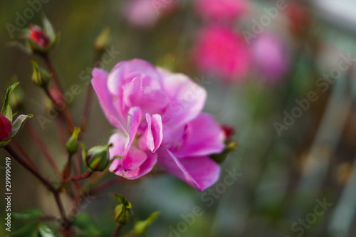 pink flower close up © Elika