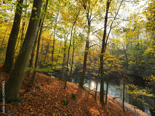 Eichenmischwald am Waldteich im Herbst