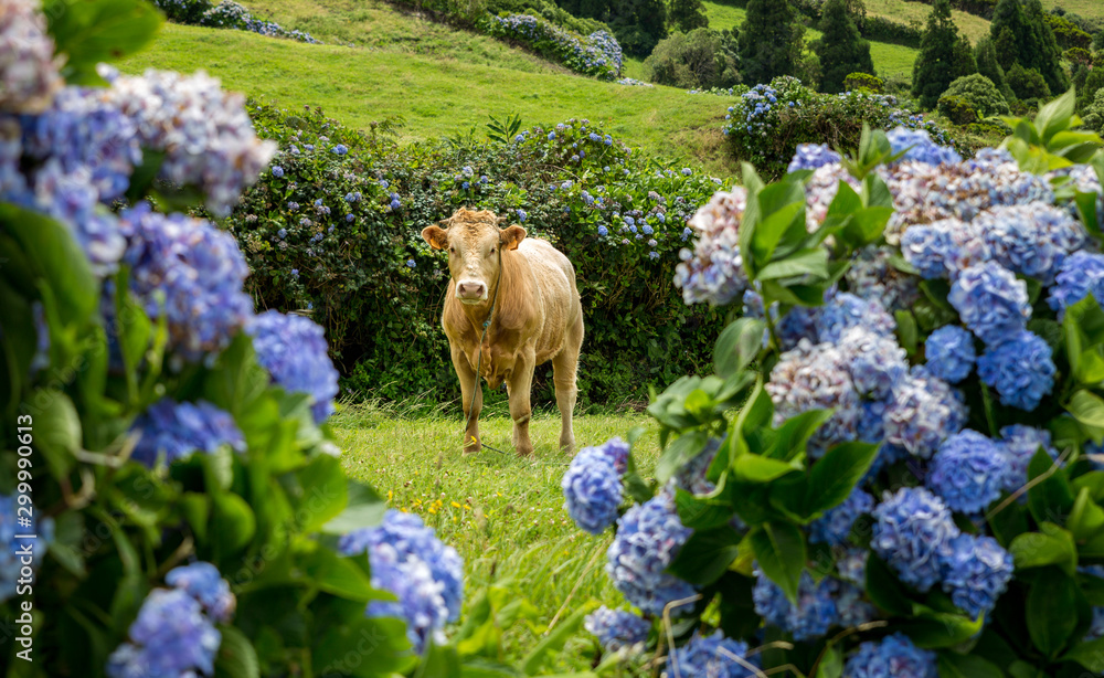 Cow framed by colorful hydrangea on Faial, Azores, Portugal