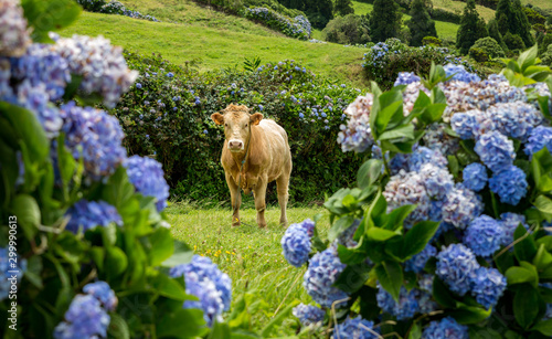 Obraz na płótnie Cow framed by colorful hydrangea on Faial, Azores, Portugal w salonie