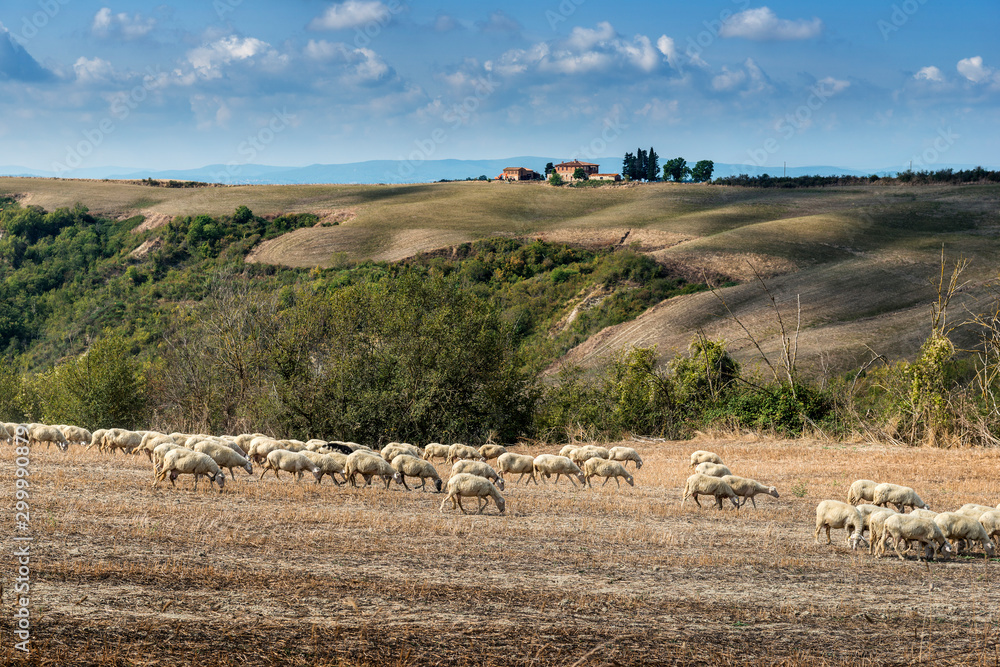 Sheep grazing on the Sienese hills in September