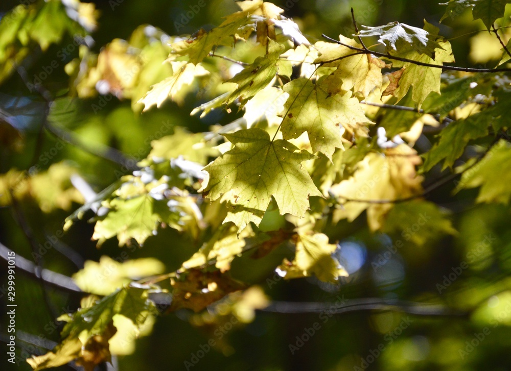 autumn maple leaves autumn maple leaves