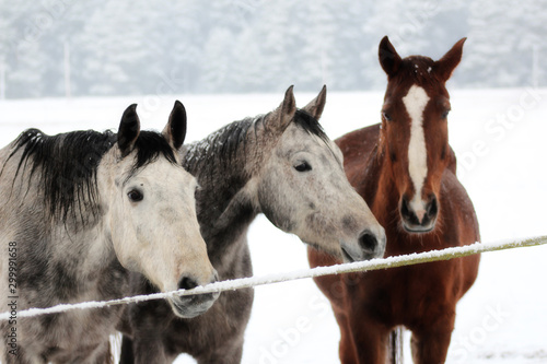 three horses stay outdoor