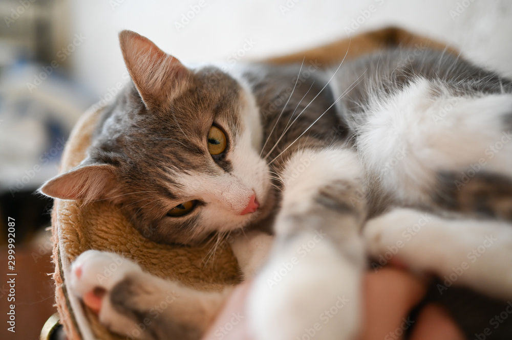 Close up portrait of a charming adorable funny home grey and white lying cat with green eyes and blurry background Close up portrait of a charming adorable funny home grey and white lying cat with green eyes and blurry background