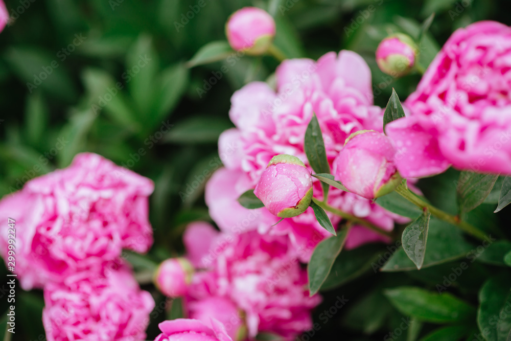 Pink peonies in the garden. Blooming pink peony. Closeup of beautiful pink Peonie flower. Pink peonies in the garden. Blooming pink peony. Closeup of beautiful pink Peonie flower.