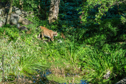 Eurasian lynx in the outdoors.