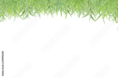 Green leaves in isolated white background ,Leaf and copy space