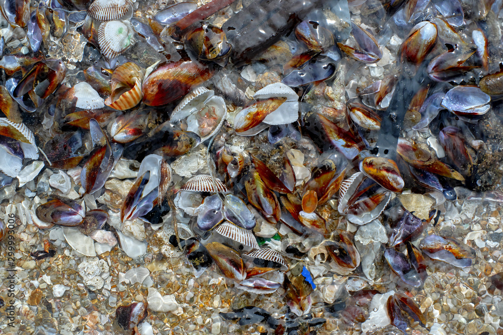 Seashells in the water