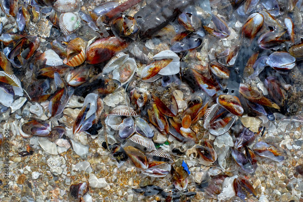 Seashells in the water Seashells in the water