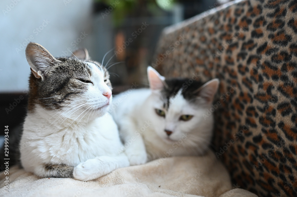 Close up portrait of a charming adorable funny home cats with blurry background Close up portrait of a charming adorable funny home cats with blurry background