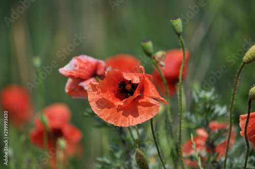 Red poppies with dew drops