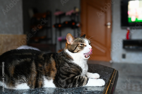 Close up portrait of a charming adorable funny home yawning and licking stripped white cat with blurry background