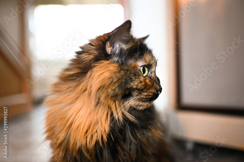 Close up portrait of a charming adorable funny home fluffy stripped angry disgruntled cat with blurry background