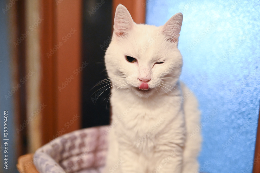 Close up  portrait of a charming adorable funny home white cat with blurry background