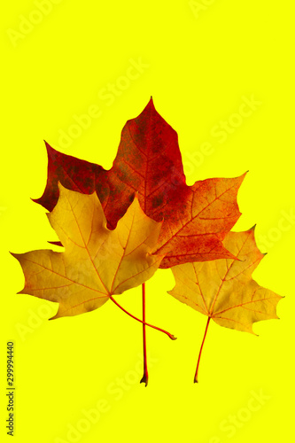 Red and yellow maple leaves on a bright yellow background. November.