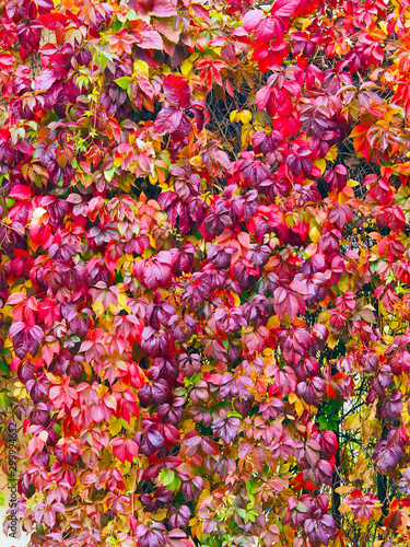 texture and background of autumn leaves of a decorative plant on the wall