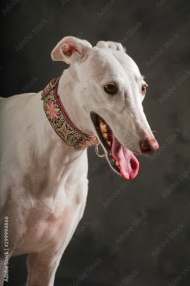Portrait of a white greyhound dog with an elegant collar