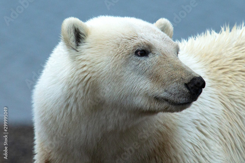 Polar Bear Side Smile