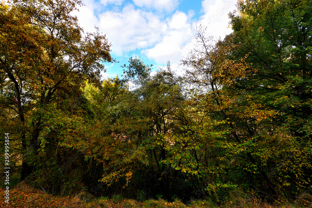 Forest in autumn on the route back to LLanada Alavesa (Basque Country), Spain on a holiday in the autumn season. Forest in autumn on the route back to LLanada Alavesa (Basque Country), Spain on a holiday in the autumn season.