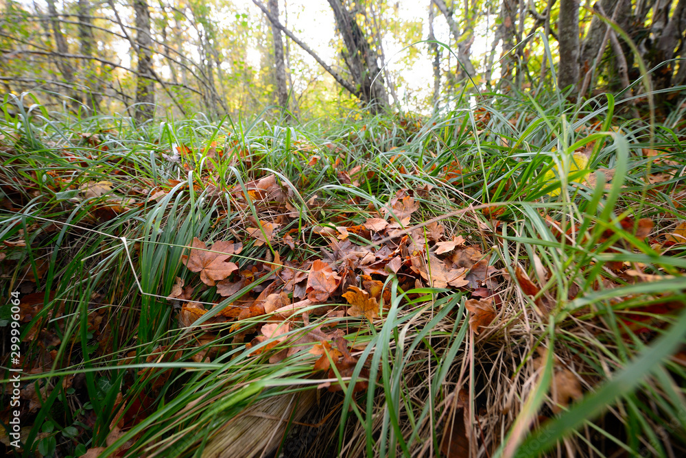 Φωτογραφία Forest in autumn on the route back to LLanada Alavesa (Basque Country), Spain on a holiday in the autumn season