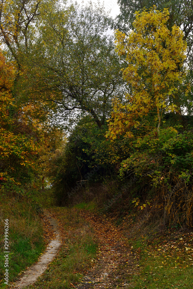 Naklejka premium Forest in autumn on the route back to LLanada Alavesa (Basque Country), Spain on a holiday in the autumn season.