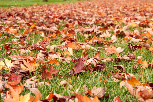 Tree Leaves (Dry Leaves, Green Leaves, Spilled Leaves) © stocktr