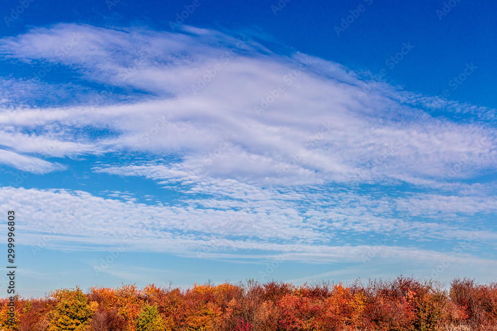 Autumn sky and a strip of trees