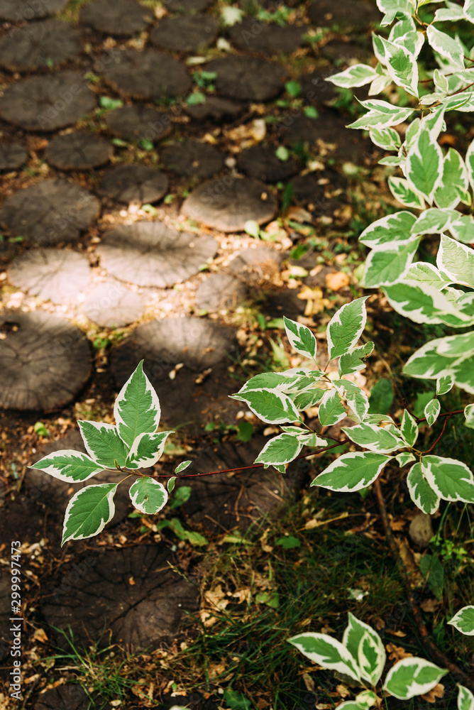 Fototapeta premium Green leaves with yellow edge, ficus, background nature