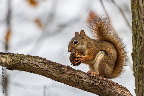 Red squirrel eating walnut