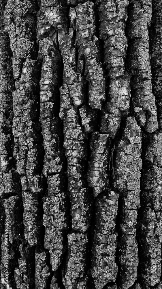Obraz premium wood texture as a background for artists