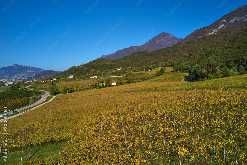 Autumn yellow grape plantations in the Alps in the background blue sky