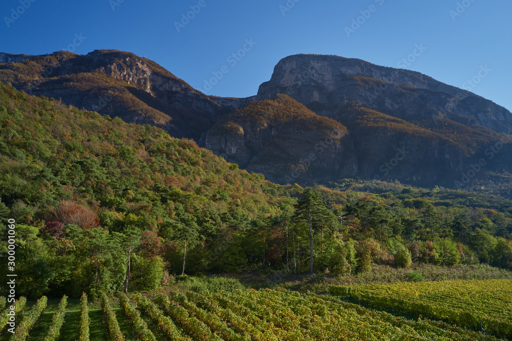 Naklejka premium Autumn grape rows of yellow in the Alps in the background blue sky