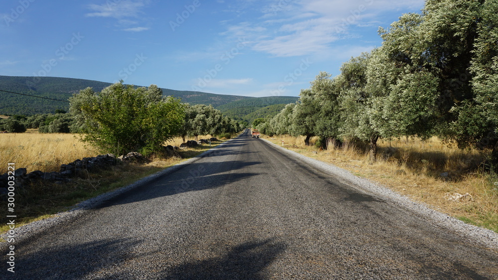 Naklejka premium Asphalt Road Between Olive Trees