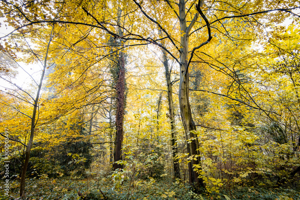 Herbstwald - Verfärbung der Blätter Herbstwald - Verfärbung der Blätter