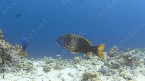 Orange-spotted emperor (Lethrinus erythracanthus) fish swimming in the sea. 4K photo