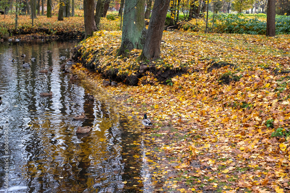 yellow autumn leaves in the park, water in the pond full of yellow leaves yellow autumn leaves in the park, water in the pond full of yellow leaves