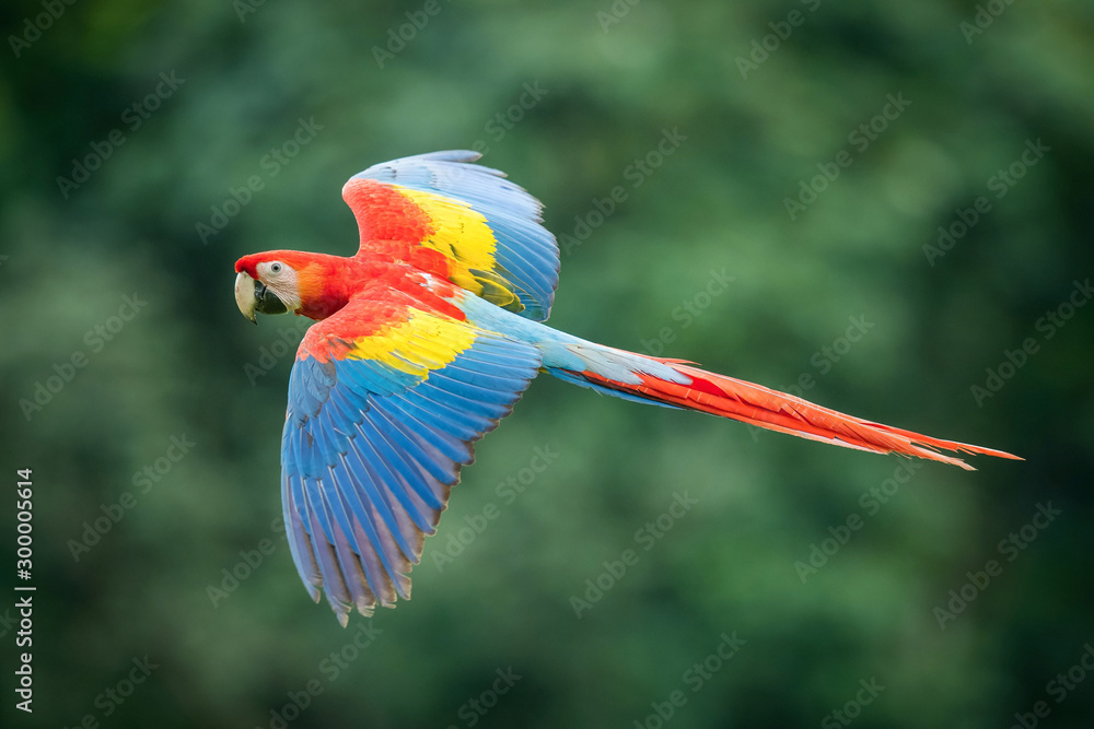 Φωτογραφία Ara Macao, Scarlet macaw The parrot is flying in nice natural environment of Costa Rica