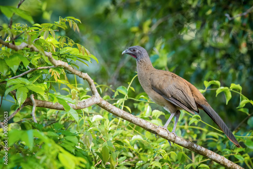 Ortalis ruficauda or Rufous-vented chachalaca The bird is perched on the branch