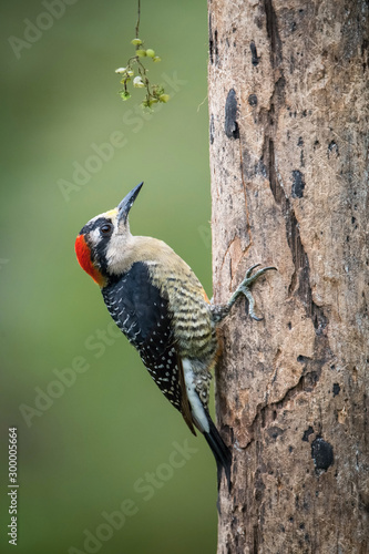 Black-cheeked woodpecker, Melanerpes pucherani, The bird is perched on the tree trunk in nice wildlife natural environment of Costa Rica ..