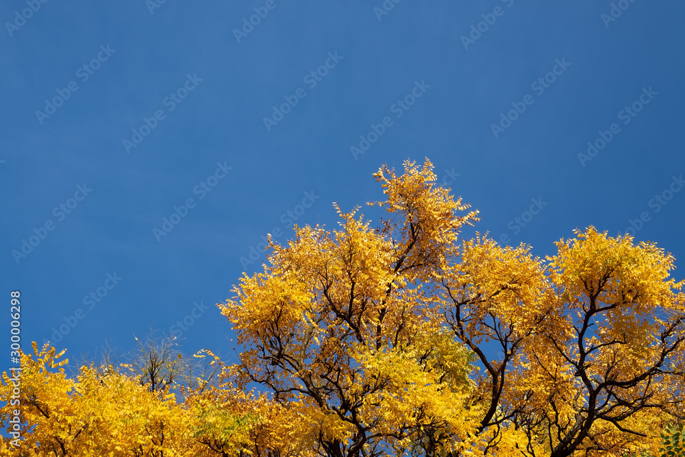 Yellow fall leafs and branches of trees over the blue sky. Horizontal orientation