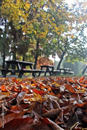 Fall season in the park. Autumn leaves in the park. Dark trees. Empty picnic tables