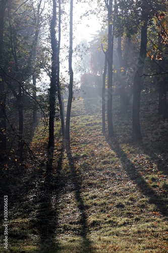 Dark trees in the forest. Spooky forest. Shadows