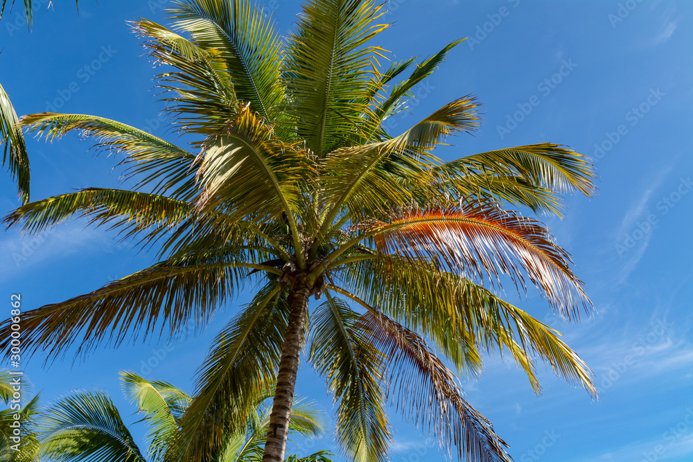 Varadero Beach Palm