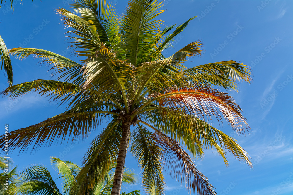 Varadero Beach Palm Varadero Beach Palm